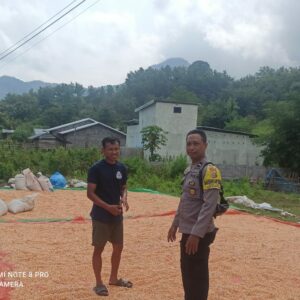 Panen Raya Jagung di Desa Jambu: Langkah Nyata Menuju Ketahanan Pangan Nasional