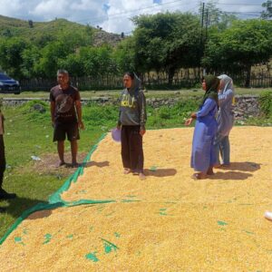 Bhabinkamtibmas Marada Kawal Pengeringan Jagung Warga, Dukung Ketahanan Pangan Nasional