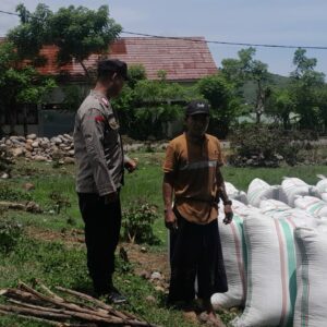 Panen Raya Jagung di Desa Daha, Bhabinkamtibmas Turut Kawal Ketahanan Pangan Nasional