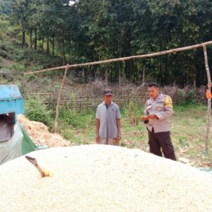Dukung Ketahanan Pangan Nasional, Bhabinkamtibmas Desa Lepadi Pantau Langsung Panen Jagung Warga