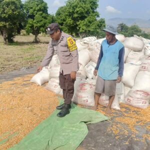 Dukung Ketahanan Pangan, AIPDA Haris Nasution Pantau Lahan Jagung Warga
