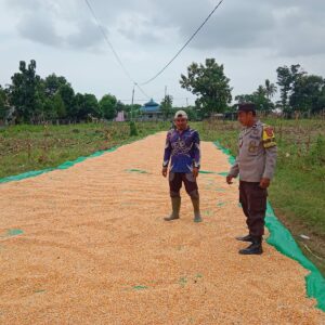Panen Jagung di Dusun Makmur, Bhabinkamtibmas Doromelo Dampingi Petani Dukung Indonesia Emas 2045