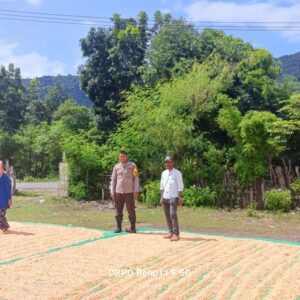 Bhabinkamtibmas Desa Adu Dampingi Warga Jemur Jagung: Wujud Nyata Dukung Ketahanan Pangan Nasional Menuju Indonesia Emas 2045