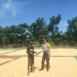 Dompu Dukung Indonesia Emas: Bhabinkamtibmas Lasi Pantau Panen Jagung, Bukti Nyata Sinergi Keamanan dan Ketahanan Pangan