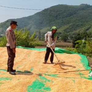 Dukung Ketahanan Pangan Nasional, Bhabinkamtibmas Pantau Panen Jagung Warga Madaprama