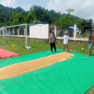 Panen Raya Jagung di Dompu, Bhabinkamtibmas Desa Daha Dukung Ketahanan Pangan Menuju Indonesia Emas 2045