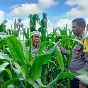 Polsek Dompu Dukung Ketahanan Pangan: Pantau Lahan Jagung Warga di Desa O’o