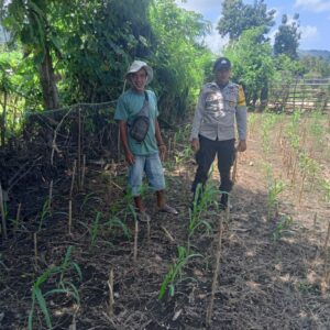 Polsek Dompu Kembali Tunjukkan Komitmen: Pantau Lahan Jagung Warga untuk Dukung Ketahanan Pangan Nasional