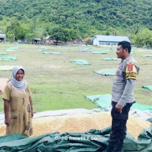 Polsek Hu’u Pantau Kegiatan Jemur Jagung Warga sebagai Dukungan Program Ketahanan Pangan Nasional