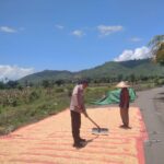 Panen Jagung di Desa Mumbu, Bhabinkamtibmas Dampingi Warga Dukung Ketahanan Pangan Nasional