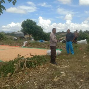 Bhabinkamtibmas Simpasai Laksanakan Pemantauan Panen Jagung Dukung Ketahanan Pangan