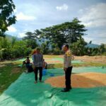 Dukung Program Ketahanan Pangan, Bhabinkamtibmas Woko Pantau Panen Jagung di Lahan Warga