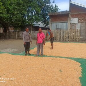 Bhabinkamtibmas Desa Jambu Pantau Panen Raya Jagung, Dukung Ketahanan Pangan Nasional