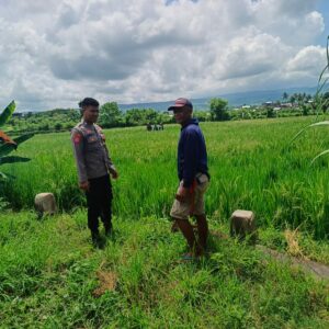 Bhabinkamtibmas Desa Bantulanteh Sambangi Sawah Warga, Beri Motivasi dan Edukasi Petani