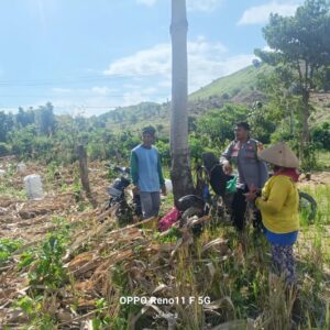 Bhabinkamtibmas Desa Adu Pantau Pengeringan Jagung, Dukung Ketahanan Pangan Menuju Indonesia Emas