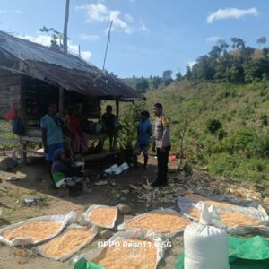 Bhabinkamtibmas Desa Adu Dampingi Pengeringan Jagung Milik Warga, Dukung Program Ketahanan Pangan