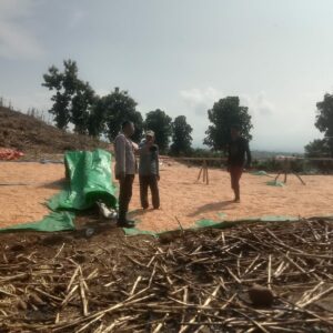 Bhabinkamtibmas Simpasai Pantau Panen Jagung Dukung Ketahanan Pangan Nasional