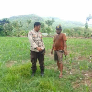 Dukung Ketahanan Pangan, Bhabinkamtibmas Desa Bara Pantau Pengolahan Lahan Jagung Musim Kedua
