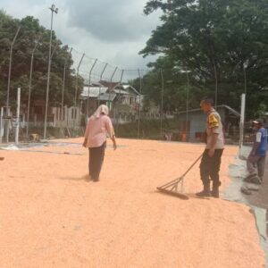 Dukung Ketahanan Pangan, Aiptu Purwanto Pantau Panen Jagung di Desa Rababaka