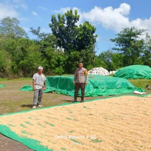 Bhabinkamtibmas Desa Adu Pantau Penjemuran Jagung Milik Warga Dukung Ketahanan Pangan Nasional