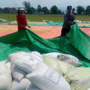 Bhabinkamtibmas Desa Daha Pantau Penjemuran Jagung Milik Warga Dukung Ketahanan Pangan Nasional