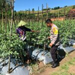 Dukung Ketahanan Pangan Menuju Indonesia Emas 2045, Bhabinkamtibmas Dorong Warga Tanam Sayur di Desa Katua