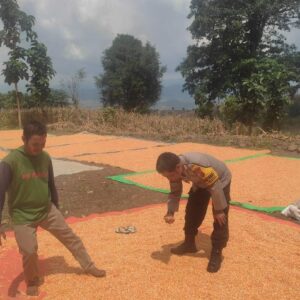 Komitmen Dukung Penuh Program Prioritas Presiden RI, Bhabinkamtibmas Polsek Donggo Bantu Jemur Jagung Petani