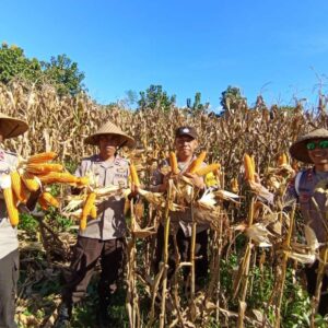 Sinergi Mendukung Ketahanan Pangan Nasional, Polsek Bolo dan Masyarakat Laksanakan Panen Raya Jagung Merah