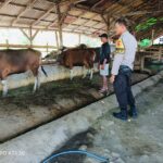 Pemantauan Peternakan Sapi di Kandai Dua, Dorong Ketahanan Pangan Menuju Indonesia Emas 2045