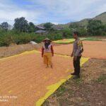Bhabinkamtibmas Jambu Pantau Penjemuran Jagung, Dukung Program Ketahanan Pangan Nasional