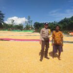 Bhabinkamtibmas Lasi Kawal Panen Jagung Warga Dukung Ketahanan Pangan Nasional