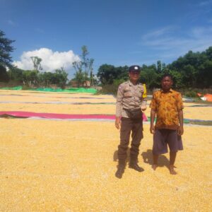 Bhabinkamtibmas Lasi Kawal Panen Jagung Warga Dukung Ketahanan Pangan Nasional