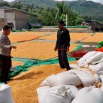 Dukung Indonesia Emas 2045, Mungkinkah Petani Lokal Jadi Penopang Ketahanan Pangan