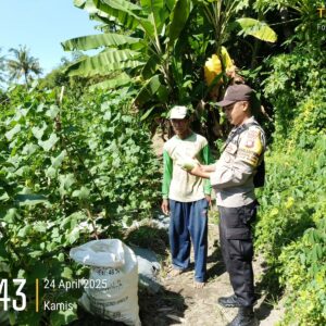 Bhabinkamtibmas Pantau Panen Mentimun, Dukung Ketahanan Pangan di Karang Dima