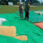 Bhabinkamtibmas Desa Daha Dampingi Warga Jemur Jagung, Dukung Ketahanan Pangan Menuju Indonesia Emas 2045