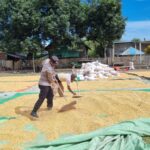 Bhabinkamtibmas Desa Adu Dampingi Warga Jemur Jagung, Dukung Program Ketahanan Pangan Menuju Indonesia Emas