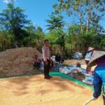 Bhabinkamtibmas Woko Dampingi Panen Jagung Dukung Ketahanan Pangan Nasional
