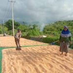 Totalitas Dukung Ketahanan Pangan Nasional Bhabinkamtibmas Polsek Soromandi Bantu Proses Pengeringan Jagung Warga