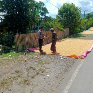 Bhabinkamtibmas Woko Dampingi Panen Jagung Dukung Ketahanan Pangan Nasional