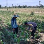 Sinergi Bhabinkamtibmas dan Warga Dukung Ketahanan Pangan Lokal