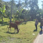 Bhabinkamtibmas Batulayar Barat Dorong Pemanfaatan Pekarangan untuk Ketahanan Pangan