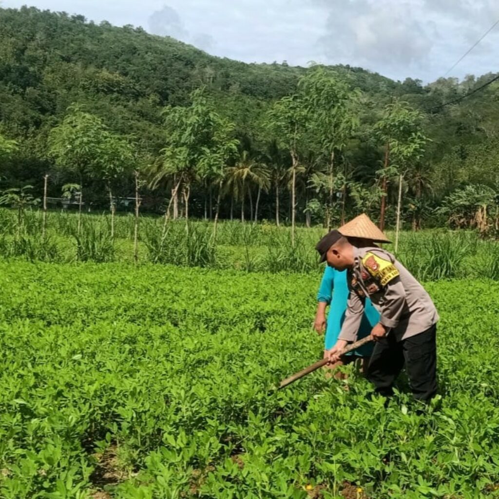 Bhabinkamtibmas Dukung Ketahanan Pangan di Sekotong