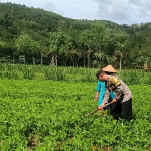 Bhabinkamtibmas Dukung Ketahanan Pangan di Sekotong