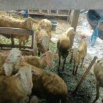 Sinergi Polri dan Warga Desa Beleka: Wujudkan Ketahanan Pangan dan Keamanan Sosial