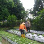 Polri Dorong Ketahanan Pangan Lewat Pemanfaatan Lahan Produktif di Desa Jagaraga