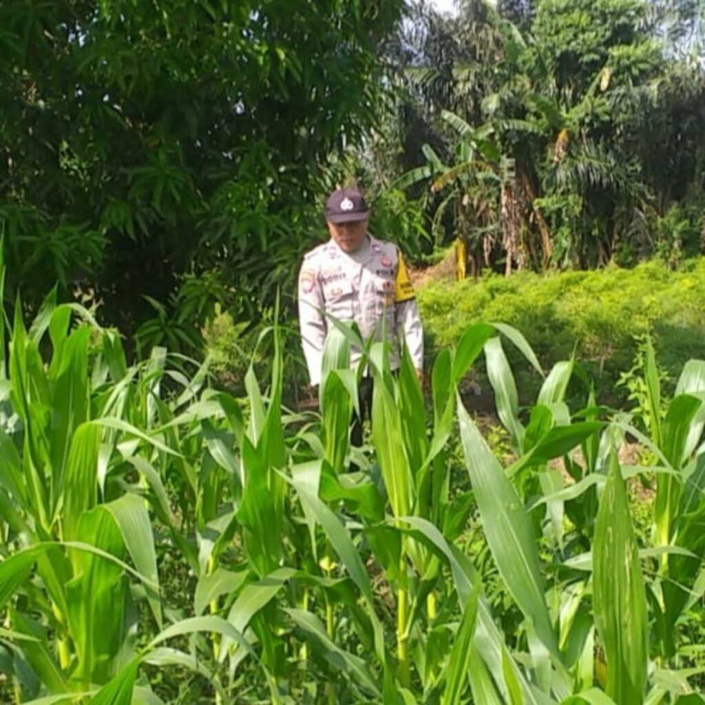 Bhabinkamtibmas Jagaraga dan Petugas PPL Cek Langsung Kondisi Pertanian Jagung di Kuripan