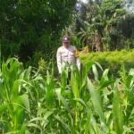 Polri Dampingi Petani Jagung: Sinergi untuk Ketahanan Pangan