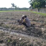 Bhabinkamtibmas Kuripan Dukung Ketahanan Pangan Lewat Pemanfaatan Pekarangan