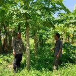 Optimalisasi Lahan Kosong untuk Ketahanan Pangan Lokal