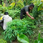 Polsek Labuapi Dorong Ketahanan Pangan Lewat Sinergi dengan Petani